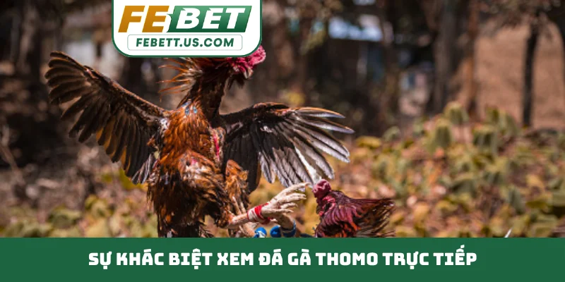 Đá Gà Thomo Trực Tiếp Bùng Nổ Cảm Xúc Đỉnh Cao Mỗi Ngày Sự khác biệt xem đá gà Thomo trực tiếp