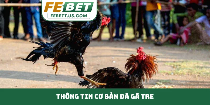 Đá Gà Tre Đòn Cáo Cực Hay Cho Sư Kê Đam Mê Chọi Truyền Thống Thông tin cơ bản đá gà Tre