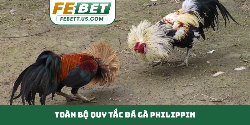 Toàn bộ quy tắc đá gà Philippin