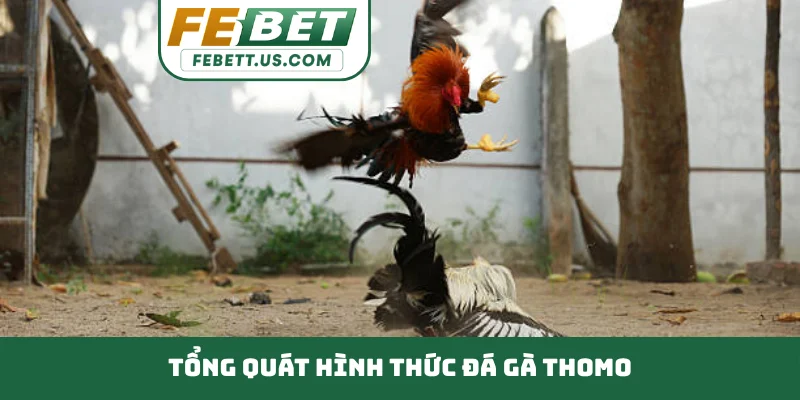 Đá Gà Thomo Đỉnh Cao Chiến Kê Trường Đấu Campuchia Tổng quát hình thức đá gà Thomo